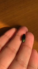 Buprestinae
