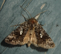Syngrapha alias
