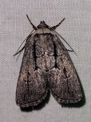 Sympistis dinalda