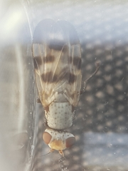 Melieria picta