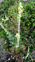 Verbascum gnaphalodes
