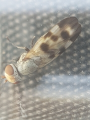 Melieria picta