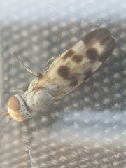 Melieria picta
