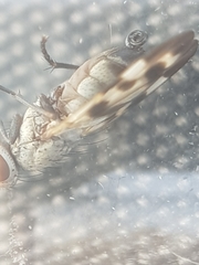 Melieria picta