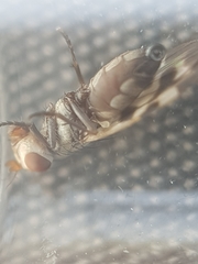 Melieria picta