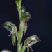 Pterostylis williamsonii - Photo (c) Bruno Bell, μερικά δικαιώματα διατηρούνται (CC BY-NC), uploaded by Bruno Bell