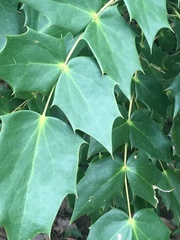 Berberis bealei