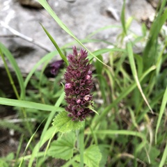 Agastache pallidiflora