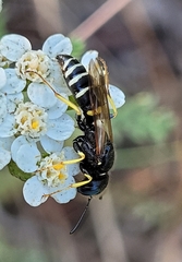 Philanthus solivagus