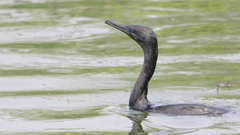 Phalacrocorax fuscicollis