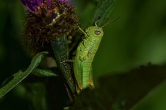 Pseudopodisma