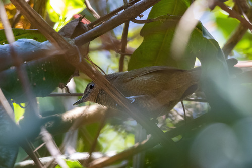 iNaturalist image