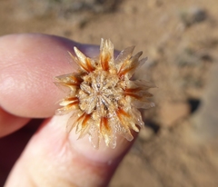 Malephora latipetala