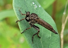 Machimus snowii
