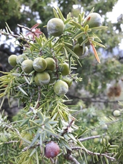 Juniperus oxycedrus oxycedrus