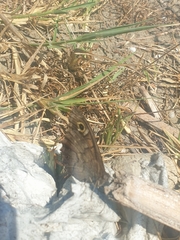 Hipparchia statilinus