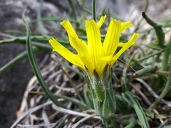 Takhtajaniantha austriaca