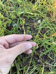 Eremochloa ophiuroides