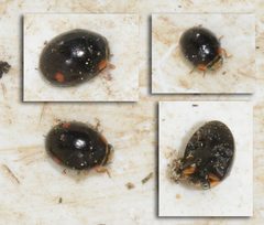 Hyperaspis campestris