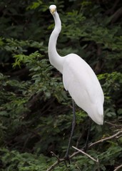 Ardea alba