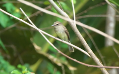 Cnemotriccus fuscatus