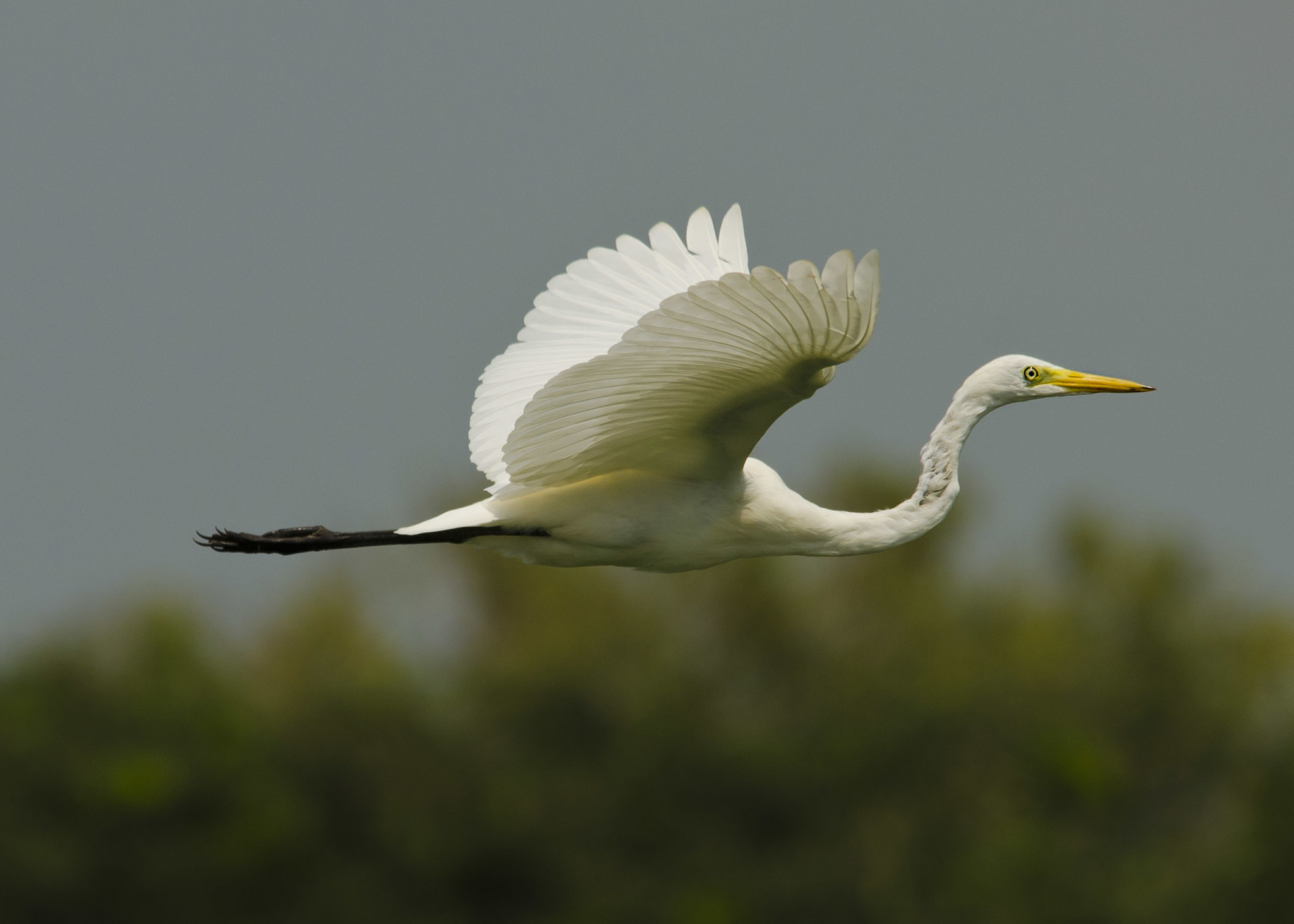 Medium egret (Ardea intermedia) · iNaturalist Australia