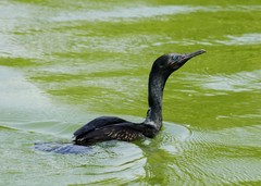 Phalacrocorax fuscicollis