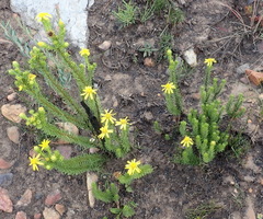 Senecio pinifolius