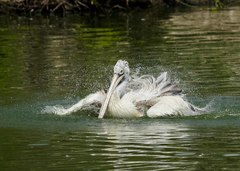 Pelecanus philippensis