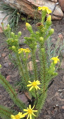 Senecio pinifolius