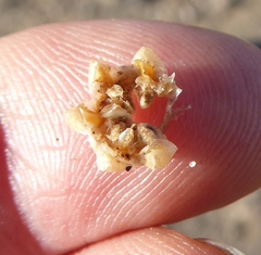 Malephora latipetala