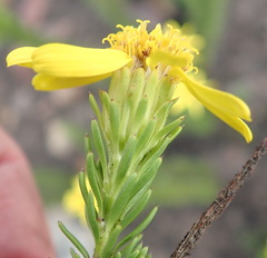 Senecio pinifolius