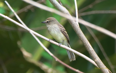 Cnemotriccus fuscatus