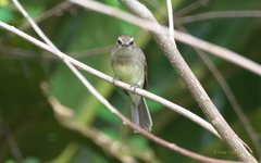 Cnemotriccus fuscatus