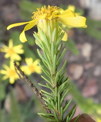 Senecio pinifolius