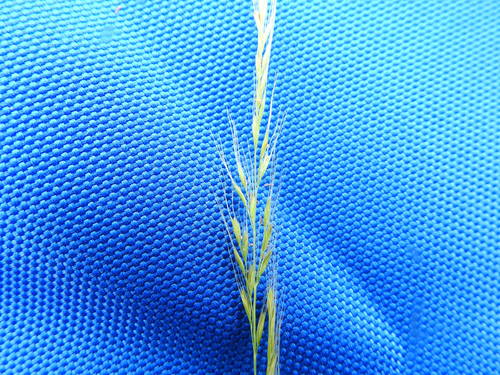 squirreltail fescue (Vulpia elliotea)