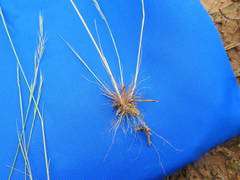 Festuca sciurea