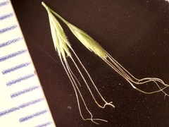 Festuca sciurea