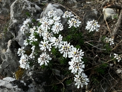 Iberis saxatilis