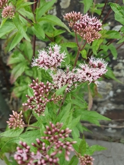 Eupatorium cannabinum