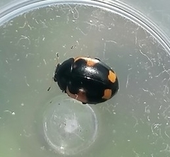 Ceratomegilla alpina