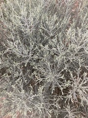 Artemisia tripartita