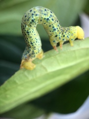 Dysphania glaucescens