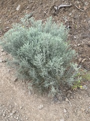 Artemisia tripartita