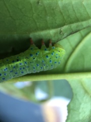 Dysphania glaucescens