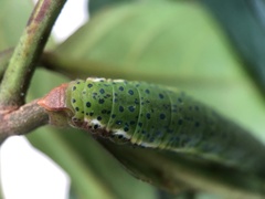Dysphania glaucescens