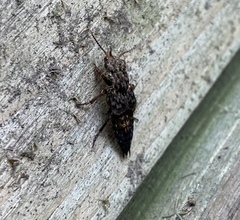 Ontholestes tessellatus