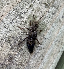 Ontholestes tessellatus