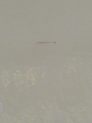 Squalius cephalus