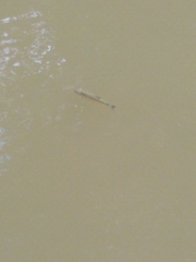 Squalius cephalus